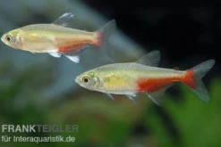 Rubinsalmler, Aphyocharax rathbuni