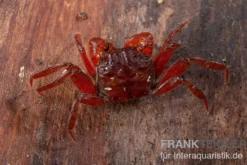 Rubin-Vampirkrabbe, Geosesarma sp. nov. "Red Ruby", Zufällig ausgewählt