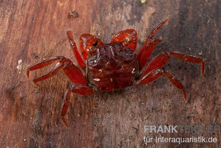 Rubin-Vampirkrabbe, Geosesarma sp. nov. "Red Ruby", Zufällig ausgewählt