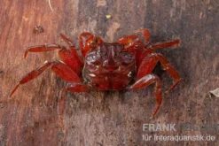 Rubin-Vampirkrabbe, Geosesarma sp. nov.