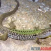 Ruineneidechse, Podarcis siculus