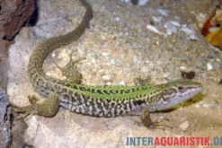 Ruineneidechse, Podarcis siculus