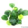 Rundblättrige Anubias, Anubias barteri "Coin Leaf", im Topf