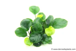 Rundblättrige Anubias, Anubias barteri "Coin Leaf", im Topf