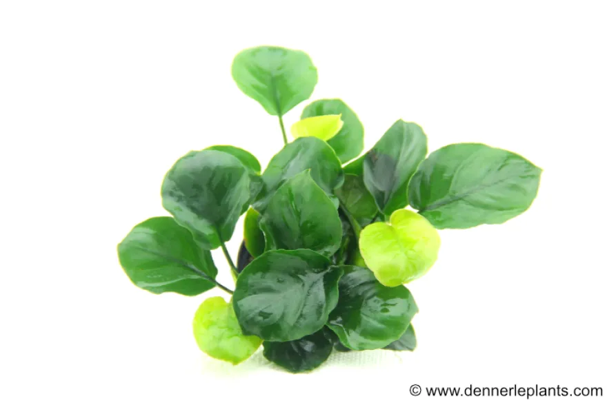 Rundblättrige Anubias, Anubias barteri "Coin Leaf", im Topf
