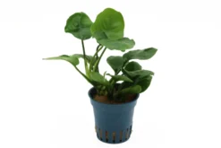 Rundblättrige Anubias, Anubias barteri "Coin Leaf", im Topf