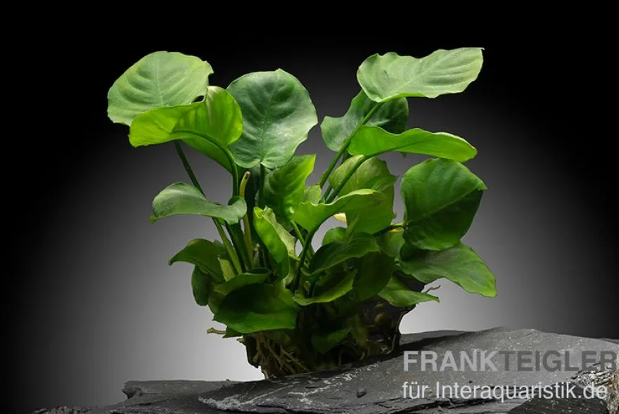 Rundblättrige Anubias, Anubias barteri "Coin Leaf", im Topf