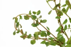 Rundblättrige Rotala, Rotala rotundifolia, im Topf