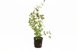 Rundblättrige Rotala, Rotala rotundifolia, im Topf