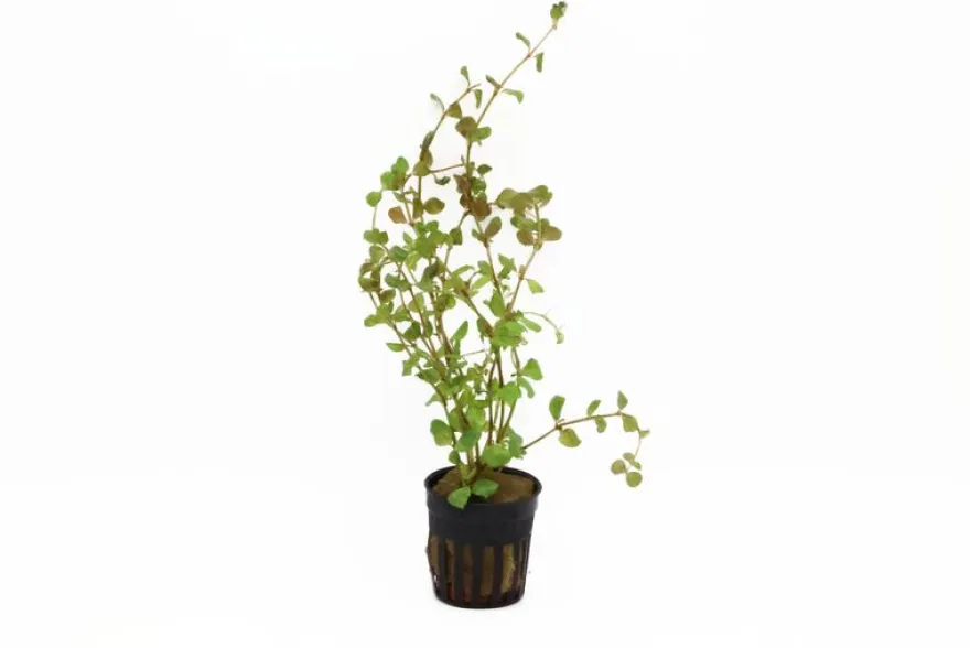 Rundblättrige Rotala, Rotala rotundifolia, im Topf