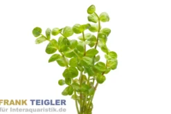 Rundblättrige Rotala, Rotala rotundifolia, Bund