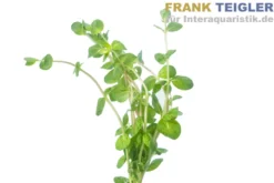 Rundblättrige Rotala, Rotala rotundifolia, Bund