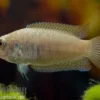 Rundschwanz-Makropode, Macropodus ocellatus (Kaltwasser & Warmwasser)