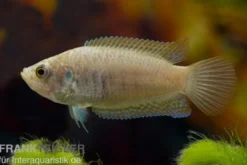 Rundschwanz-Makropode, Macropodus ocellatus (Kaltwasser & Warmwasser)