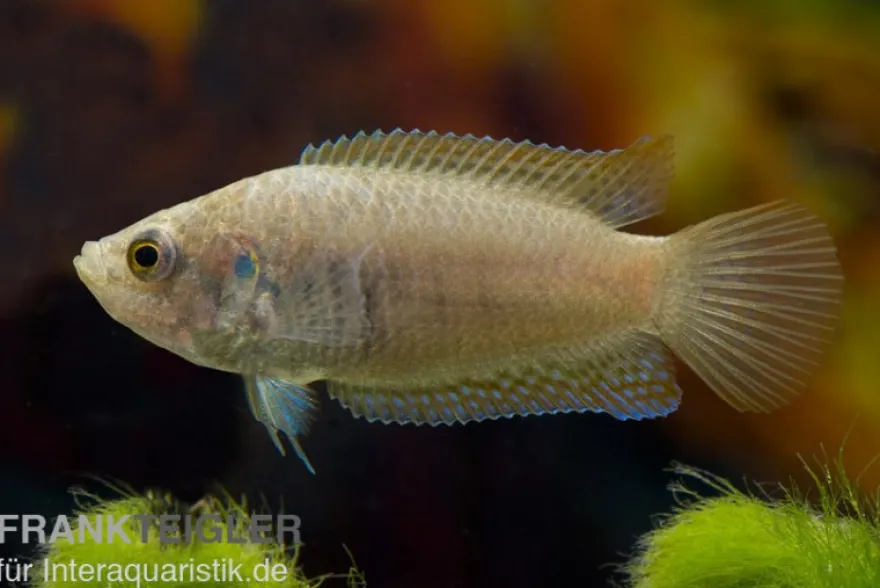 Rundschwanz-Makropode, Macropodus ocellatus (Kaltwasser & Warmwasser)