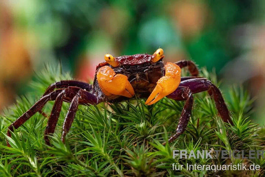 Rusty-Vampirkrabbe, Geosesarma sp. Iron Fist, Zufällig ausgewählt