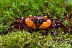 Rusty-Vampirkrabbe, Geosesarma sp. Iron Fist, Zufällig ausgewählt