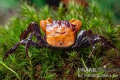 Rusty-Vampirkrabbe, Geosesarma sp. Iron Fist, Zufällig ausgewählt