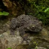 Ryabovs Moosfrosch, Theloderma ryabovi