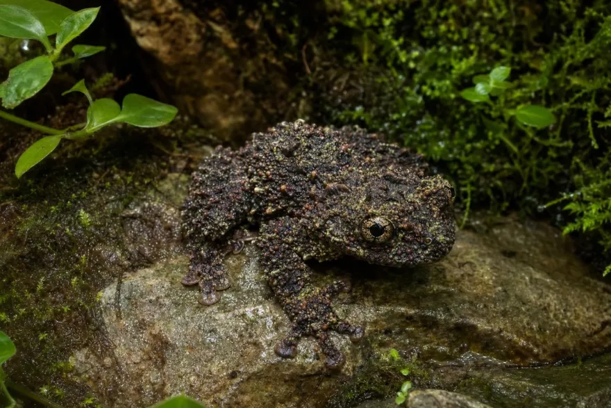 Ryabovs Moosfrosch, Theloderma ryabovi