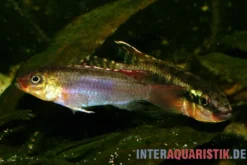 Sabinae-Zwergbuntbarsch, Congochromis sabinae