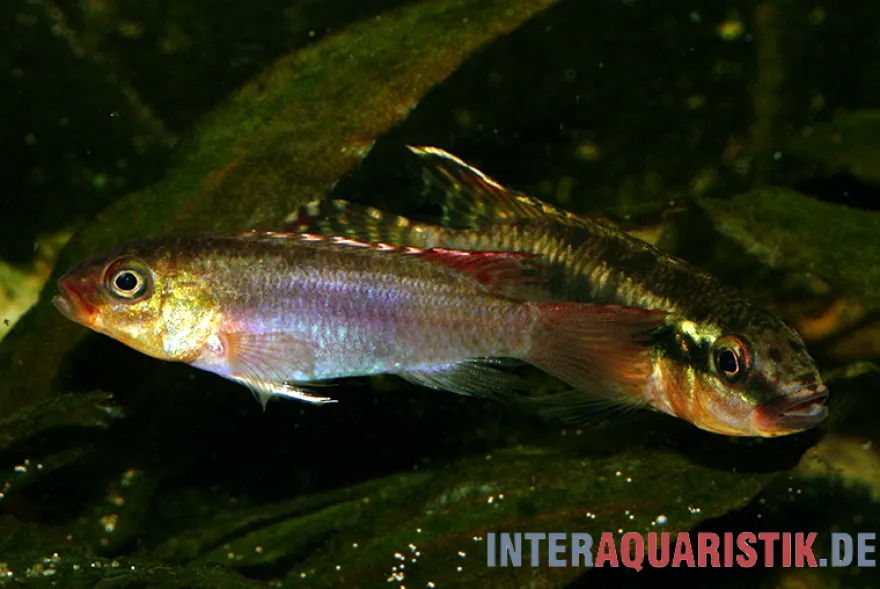 Sabinae-Zwergbuntbarsch, Congochromis sabinae