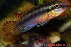 Sabinae-Zwergbuntbarsch, Congochromis sabinae