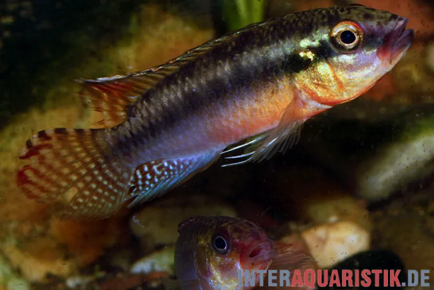 Sabinae-Zwergbuntbarsch, Congochromis sabinae