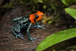 Sacramento-Rotkopf-Baumsteiger, Ranitomeya benedicta