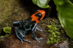 Sacramento-Rotkopf-Baumsteiger, Ranitomeya benedicta