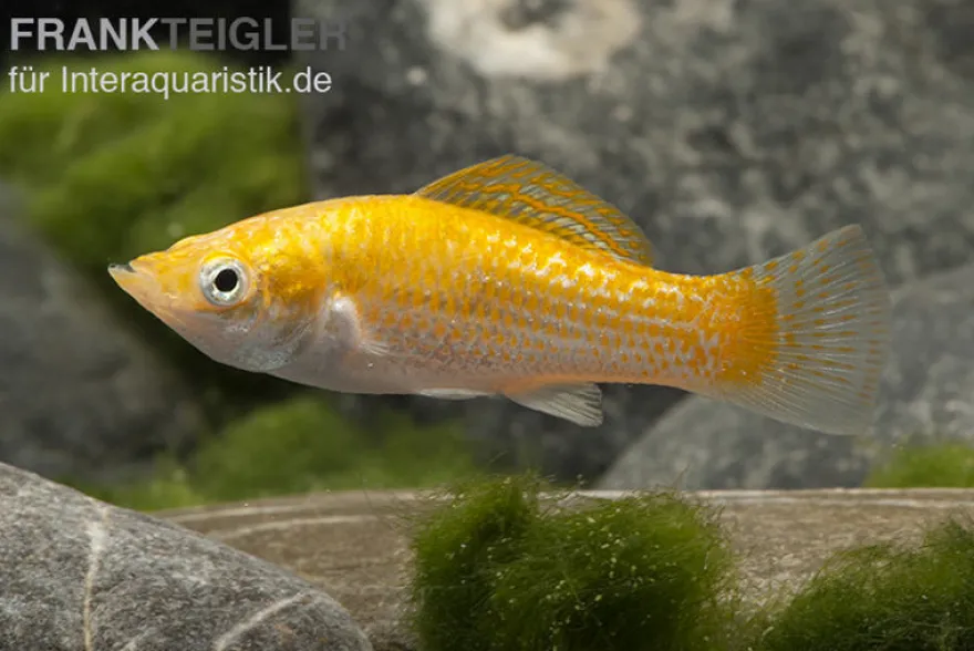 Safran White Belly Molly, Poecilia velifera