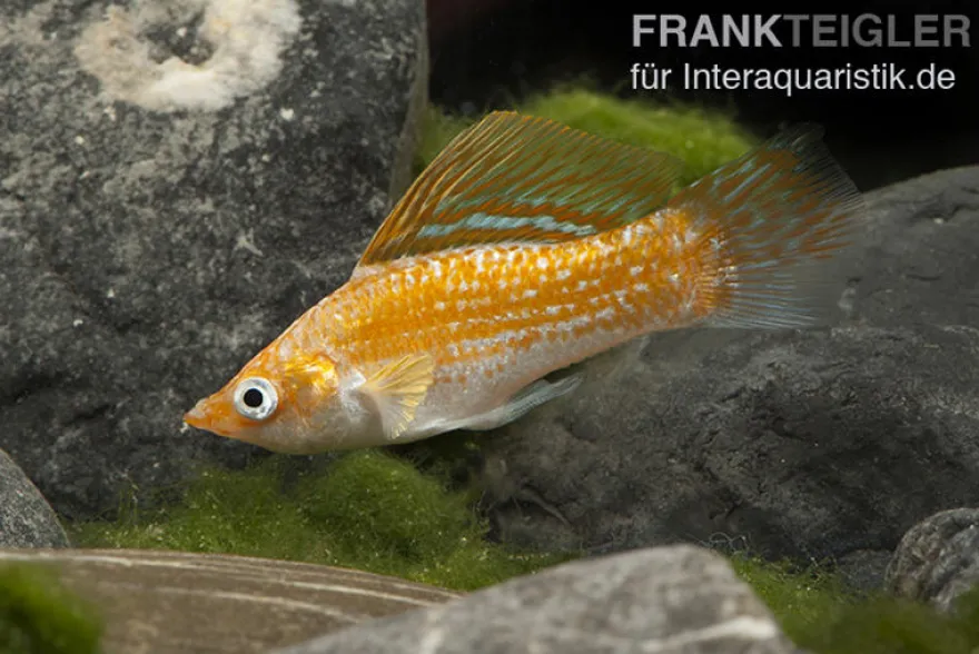 Safran White Belly Molly, Poecilia velifera