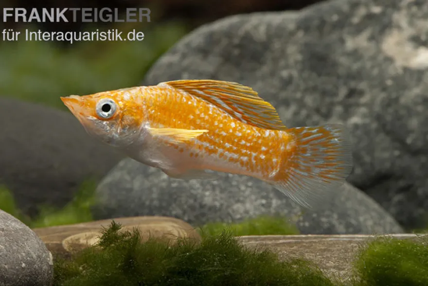Safran White Belly Molly, Poecilia velifera
