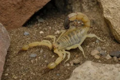 Sahara-Dickschwanzskorpion, Androctonus australis