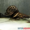 Sailfin Pim, Leiarius pictus