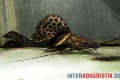 Sailfin Pim, Leiarius pictus