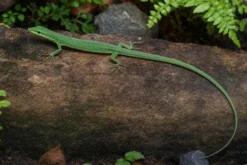 Sakishima-Langschwanzeidechse, Takydromus dorsalis