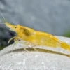 Sakura Gelbe Garnele, Neocaridina davidi "Yellow Fire Sakura"