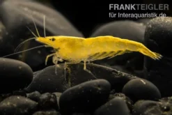 Sakura Gelbe Garnele, Neocaridina davidi "Yellow Fire Sakura"