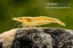 Sakura Gelbe Garnele, Neocaridina davidi