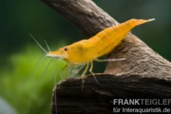 Sakura Orange Garnele, Neocaridina davidi