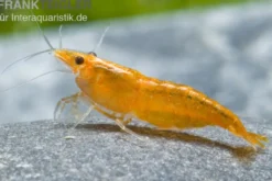 Sakura Orange Garnele, Neocaridina davidi