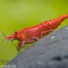 Sakura Red Garnele, Neocaridina davidi