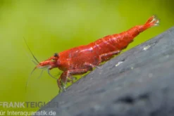 Sakura Red Garnele, Neocaridina davidi