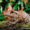 Salomonen-Zipfelfrosch, Ceratobatrachus guentheri