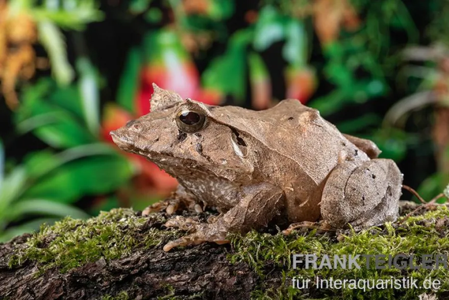 Salomonen-Zipfelfrosch, Ceratobatrachus guentheri