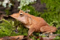Salomonen-Zipfelfrosch, Ceratobatrachus guentheri