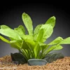 Samolus Schwertpflanze, Echinodorus grisebachii "Tropica", im Topf