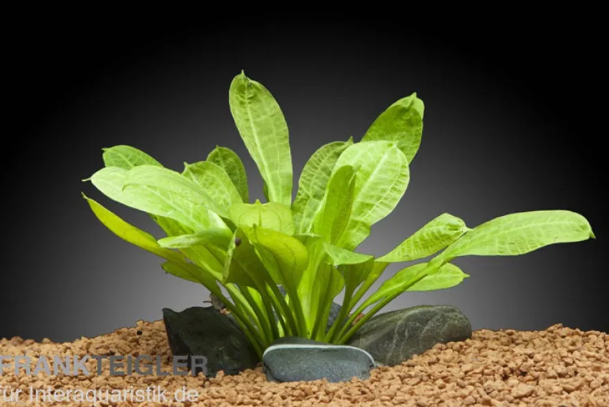 Samolus Schwertpflanze, Echinodorus grisebachii "Tropica", im Topf