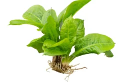 Samolus Schwertpflanze, Echinodorus grisebachii "Tropica", im Topf